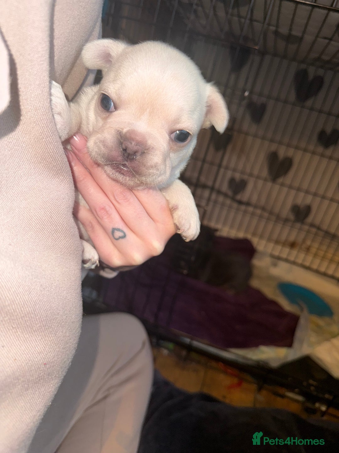 French Bulldog dogs for sale: Puppy frenchies for sale!! - Advert 15