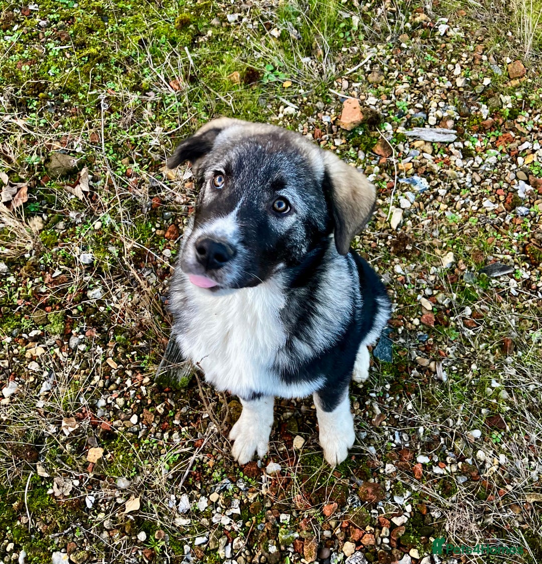 Mixed Breed dogs for sale: READY NOW! Pure Husky x Caucasian Shepherd - Advert 6