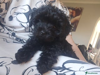 Maltipoo dogs Adorable merle and black maltipoos ready now! - Advert 5
