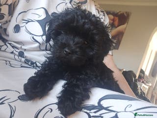 Maltipoo dogs Adorable merle and black maltipoos ready now! - Advert 3