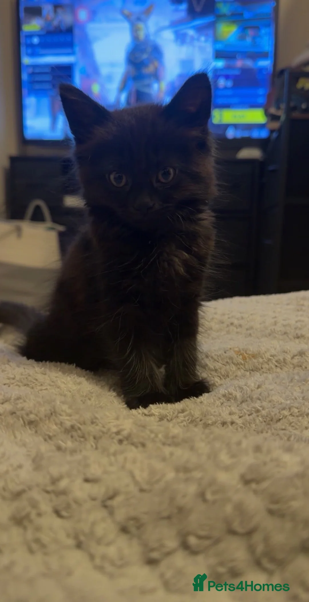 British Longhair cats for sale: Female black longhair in Bridgwater - Advert 2