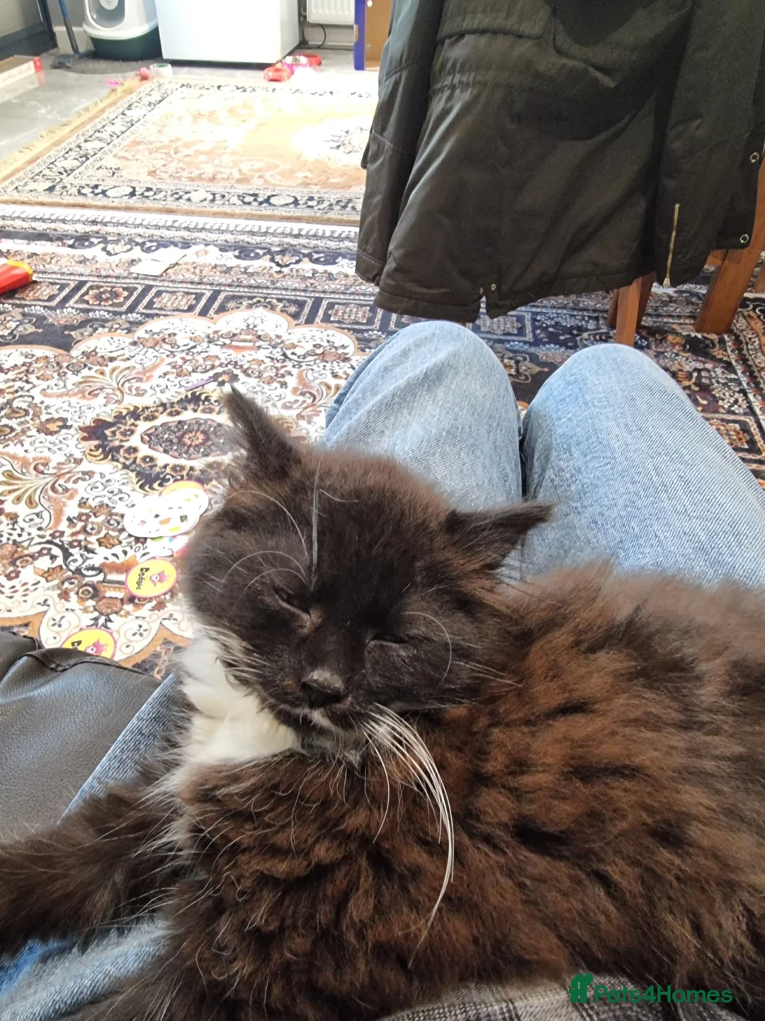 British Longhair cats for sale: Luna British longhair 5 months old (Male) (Free) - Advert 2