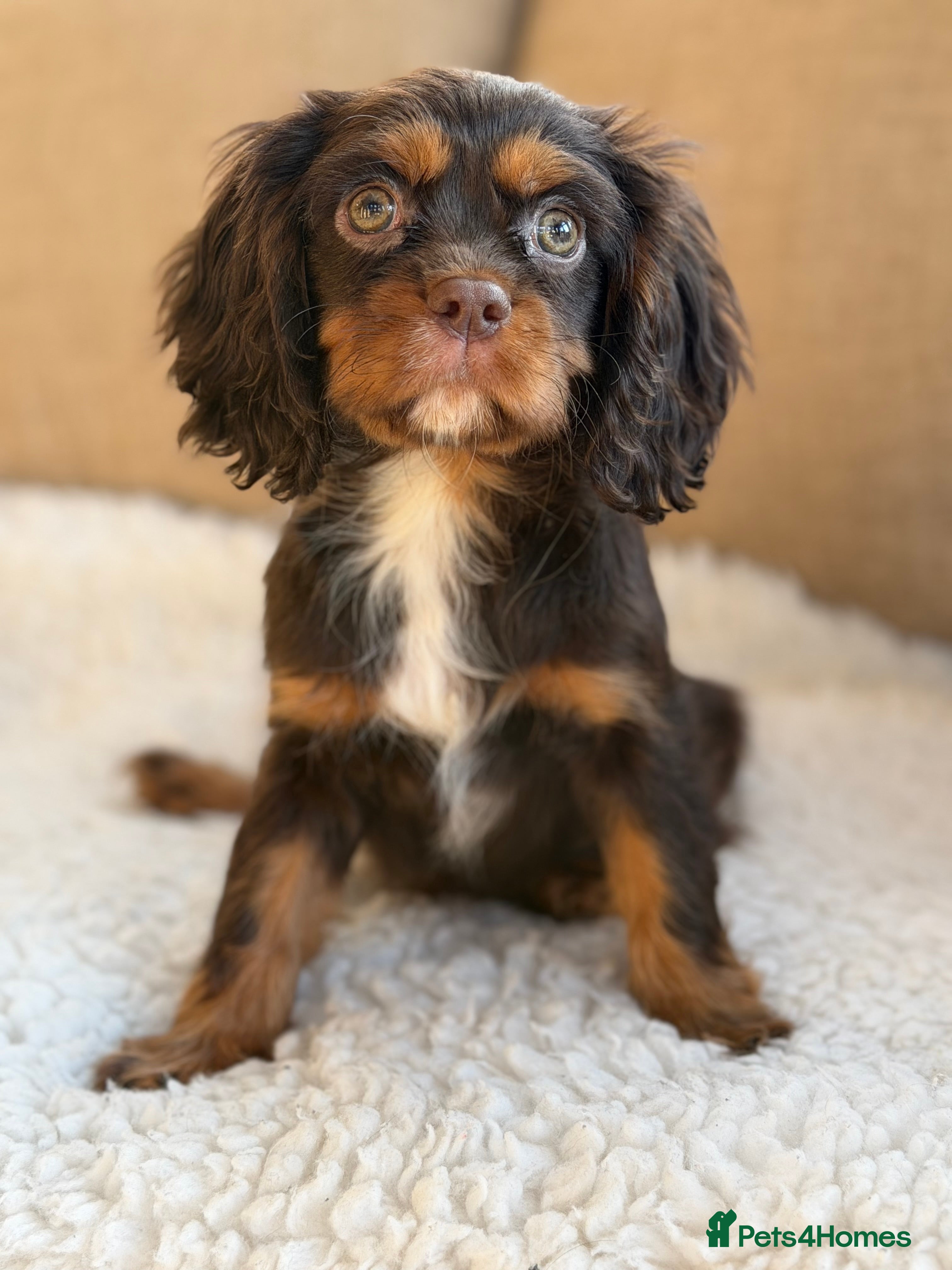 Cavalier King Charles Spaniel dogs Chocolate and tan Cavalier king charles - Advert 4