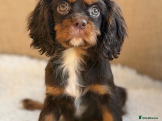Cavalier King Charles Spaniel dogs Chocolate and tan Cavalier king charles - Advert 16