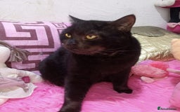Mixed Breed cats for adoption: Alabama - Image 2