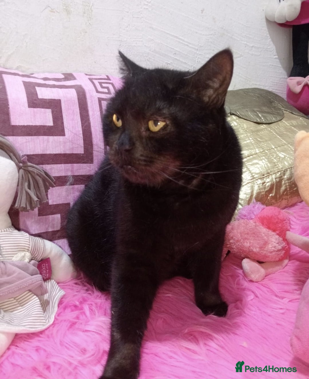 Mixed Breed cats for adoption: Alabama - Image 2