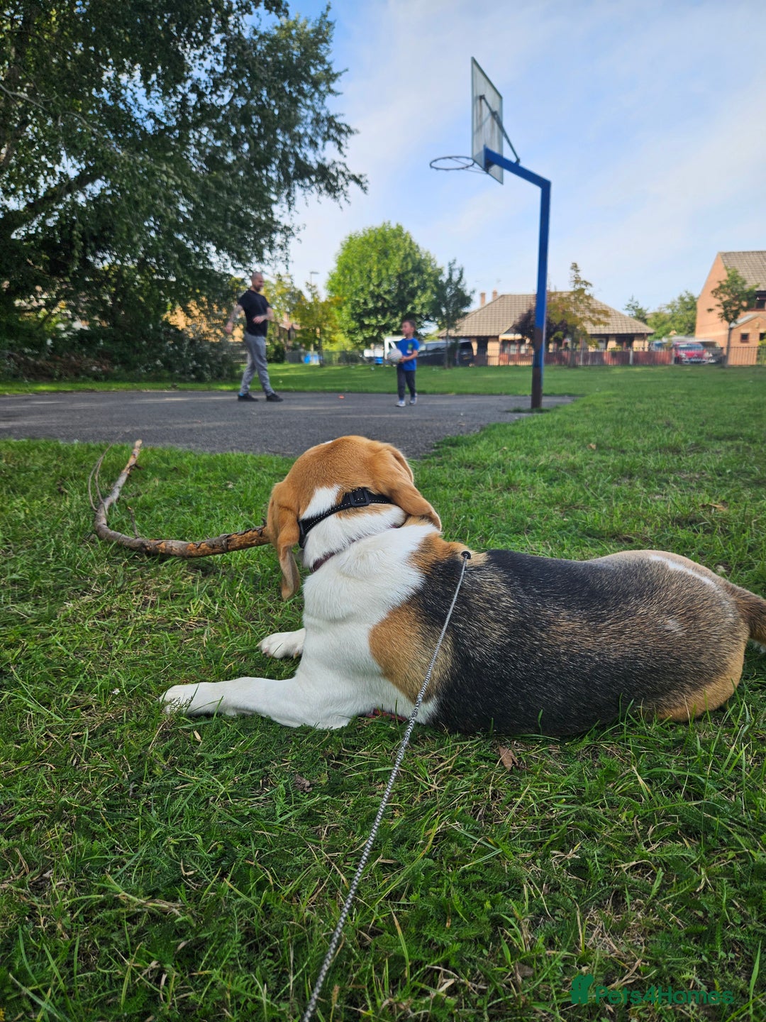 Beagle dogs for sale: Beautiful beagle girl - Advert 5