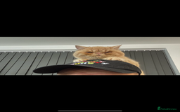 Exotic cats for sale:  Cream Exotic Male - Image 4