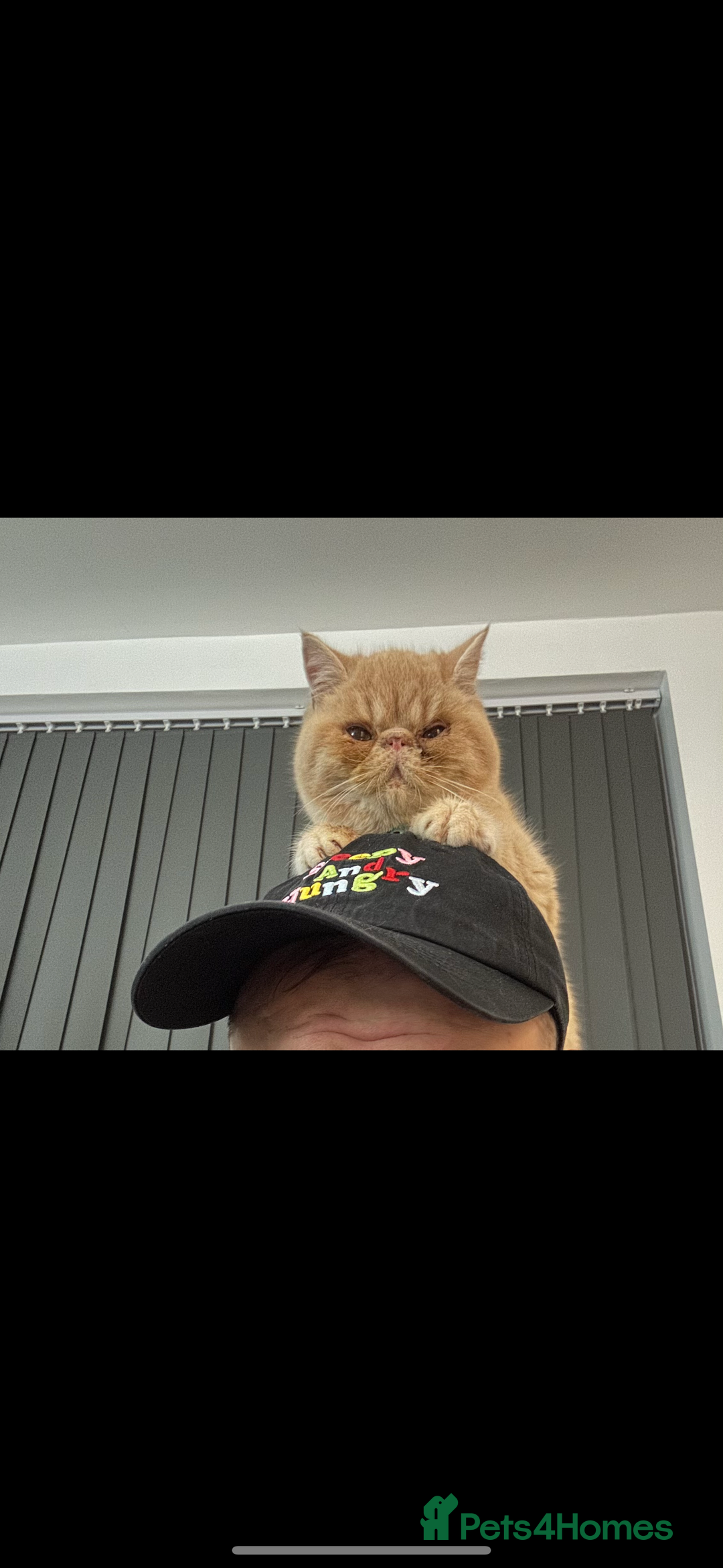 Exotic cats for sale:  Cream Exotic Male - Image 4