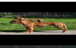 Boxer dogs for sale: 4 KC REG - COI 0% - Multi Champion Bloodline Pups - Image 7