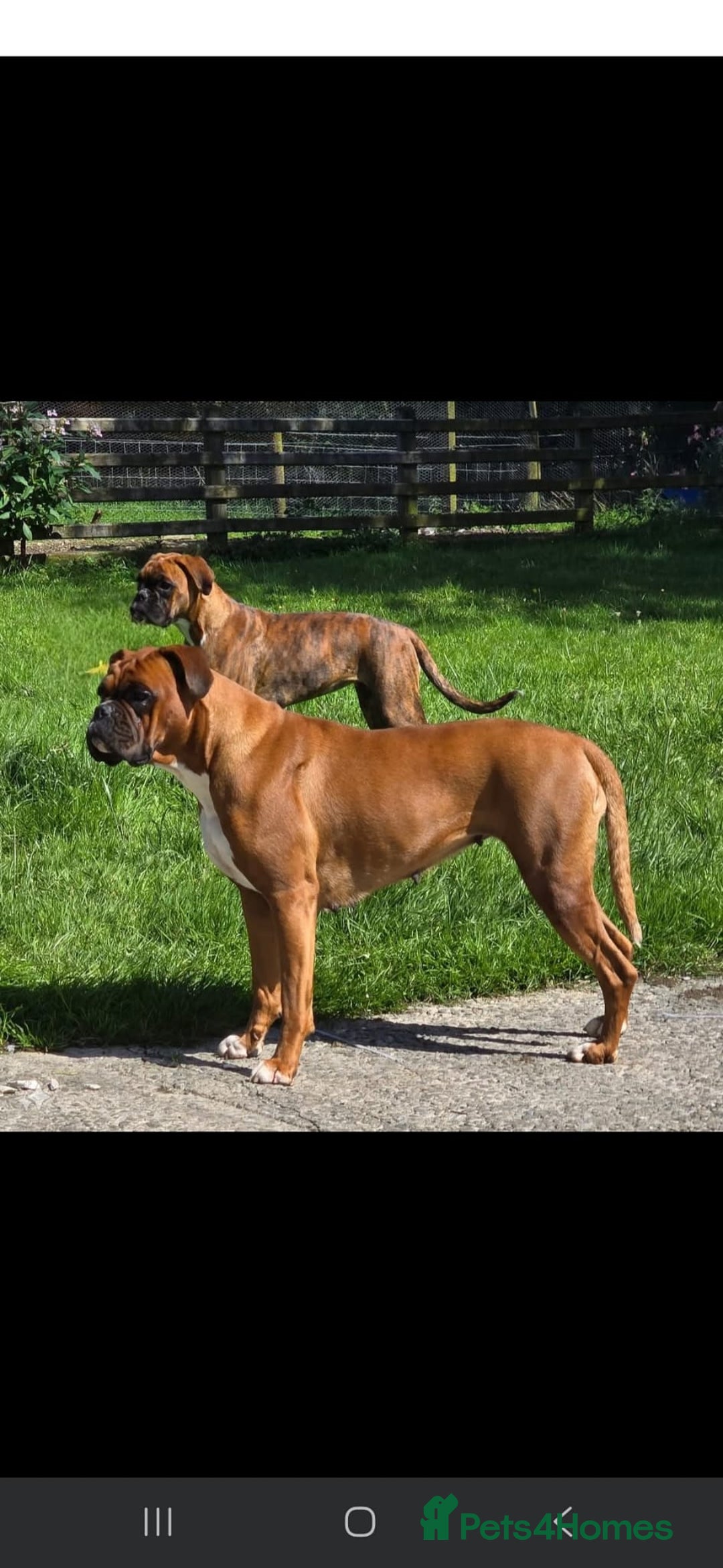 Boxer dogs for sale: 4 KC REG - COI 0% - Multi Champion Bloodline Pups - Image 7