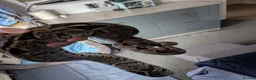 Boa Snake reptiles for sale: Boa constrictor  - Advert 3
