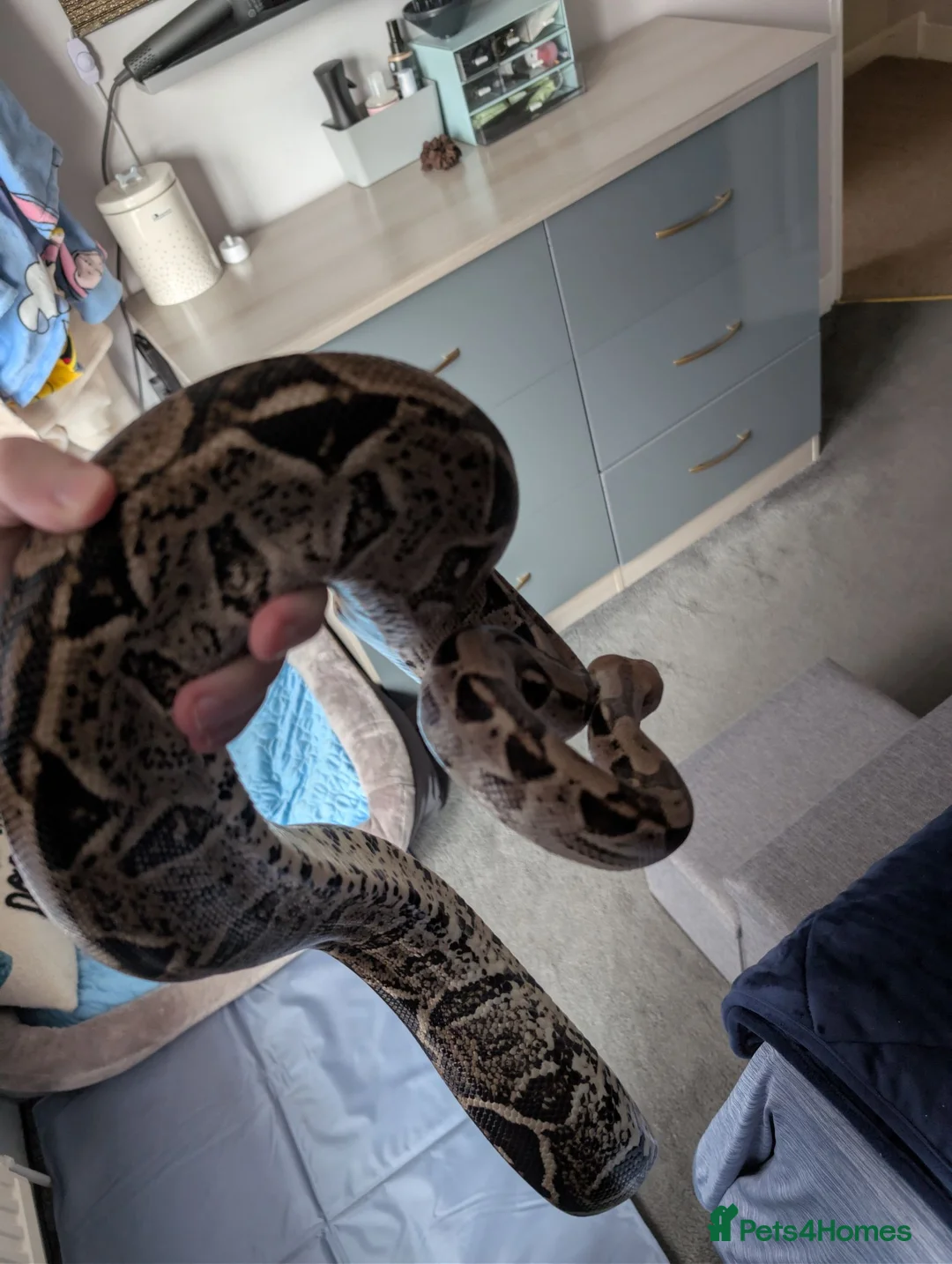 Boa Snake reptiles for sale: Boa constrictor  - Advert 3