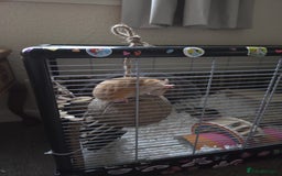 Hamster rodents for sale: Syrian female Hamster  - Image 2