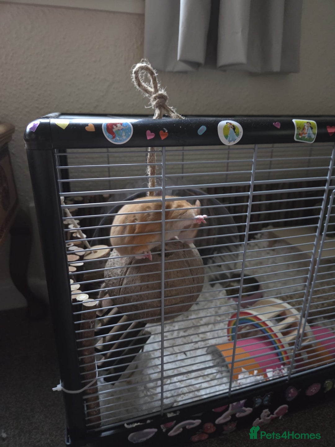 Hamster rodents for sale: Syrian female Hamster  - Image 2