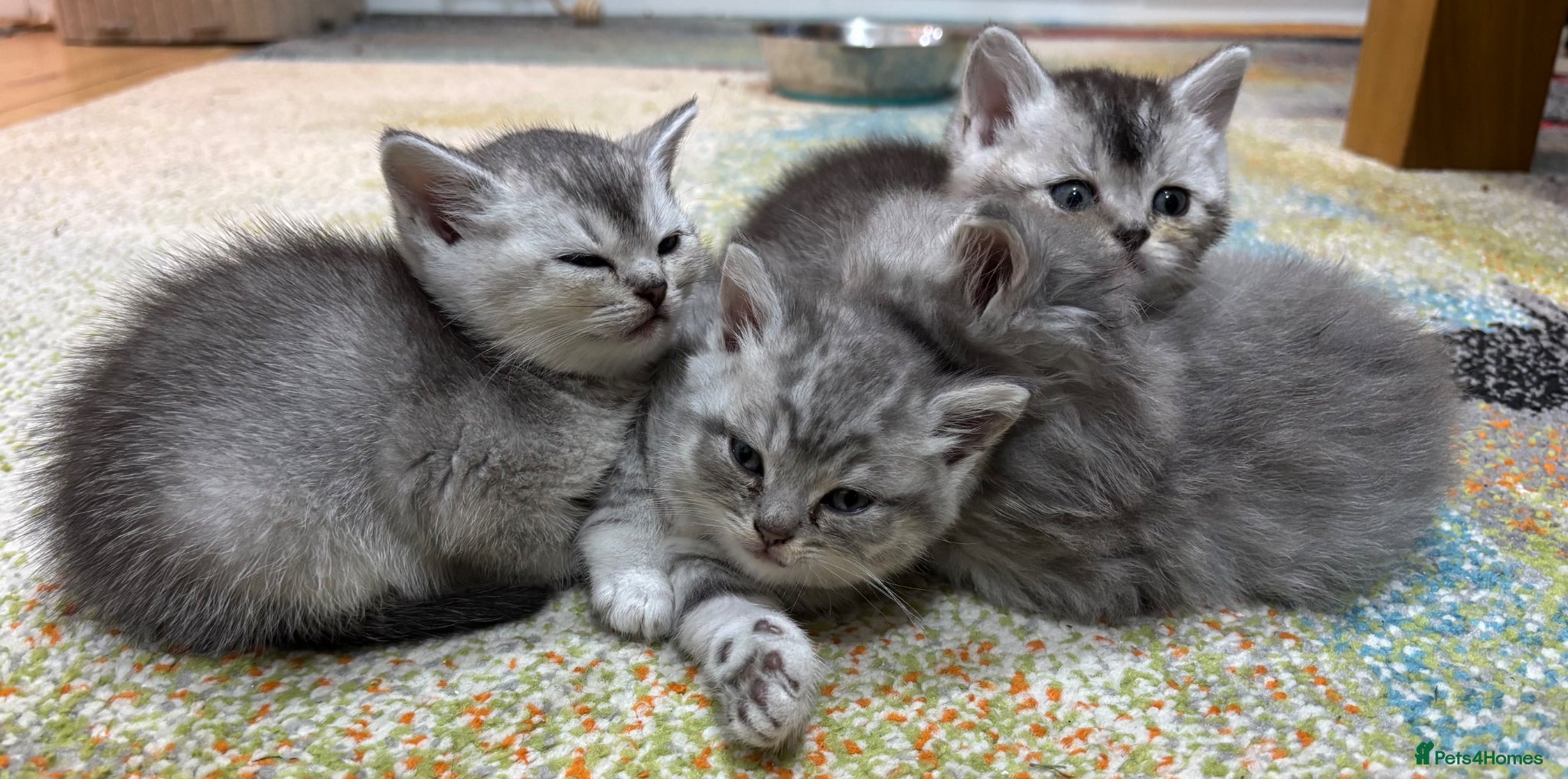 British Shorthair cats Beautiful family of stunning BSH and Blue - Advert 1
