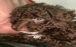 Cockapoo dogs for sale: F1b cockapoo ready to leave now last girl left - Image 17