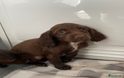 Cocker Spaniel dogs for sale: Cocker spaniel puppies for sale  - Image 5