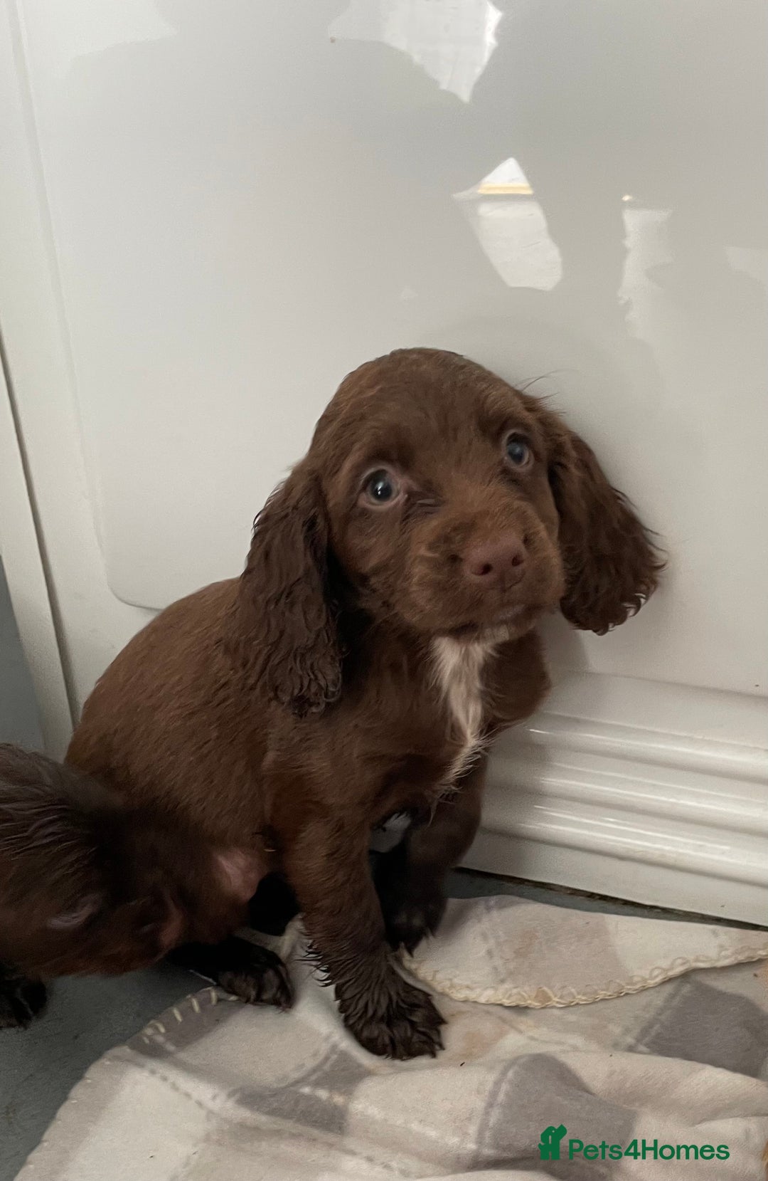 Cocker Spaniel dogs for sale: Cocker spaniel puppies for sale  - Image 5