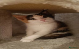 Mixed Breed cats for sale: Sweet calico kitten left - Image 3