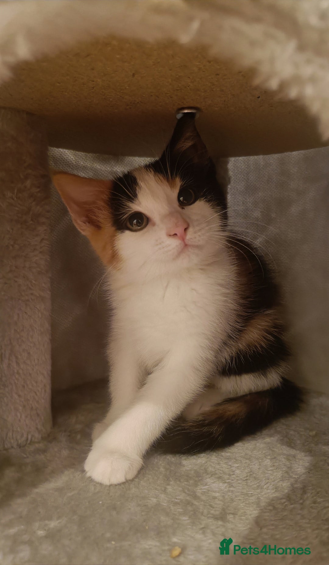 Mixed Breed cats for sale: Sweet calico kitten left - Image 3