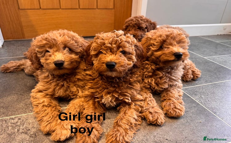 Miniature Poodle dogs - Advert 8