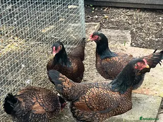 Chickens poultry Hatching eggs - Advert 1