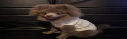 Pomeranian dogs for sale: Antonio / Tonio - Advert 6