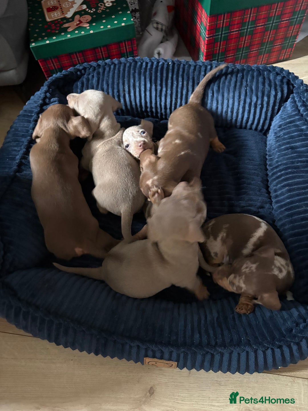 Miniature Dachshund dogs for sale: Miniature shorthaired dachshund pups - Advert 6