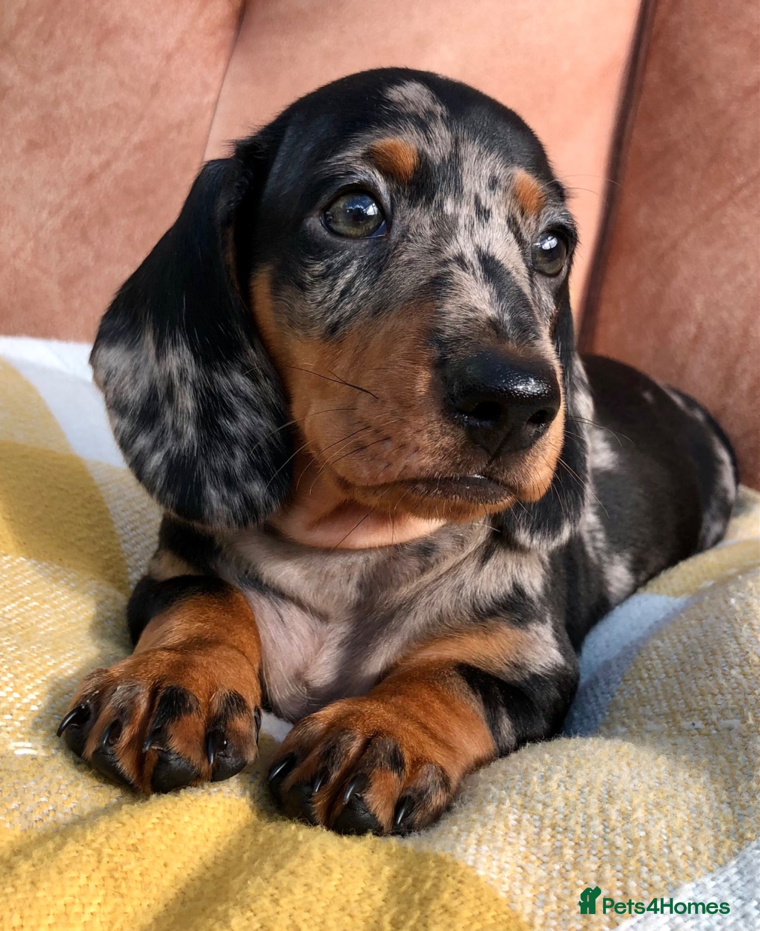 Miniature Dachshund dogs KC registered, PRA clear, Silver dapple, Male - Advert 3