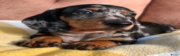 Miniature Dachshund dogs for sale: KC registered, PRA clear, Silver dapple, Male - Advert 1