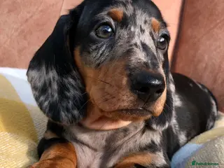 Miniature Dachshund dogs KC registered, PRA clear, Silver dapple, Male - Advert 10