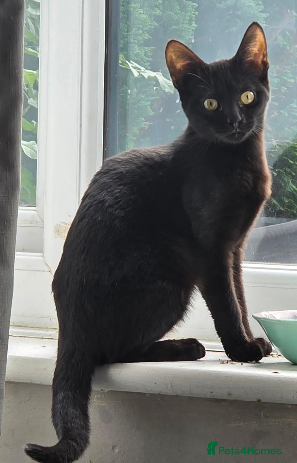 Mixed Breed cats Bombay X Tortoiseshell kittens for sale  - Advert 6