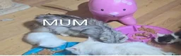 Siberian cats for sale: Siberian kittens with pedigree READY TO GO  - Advert 3