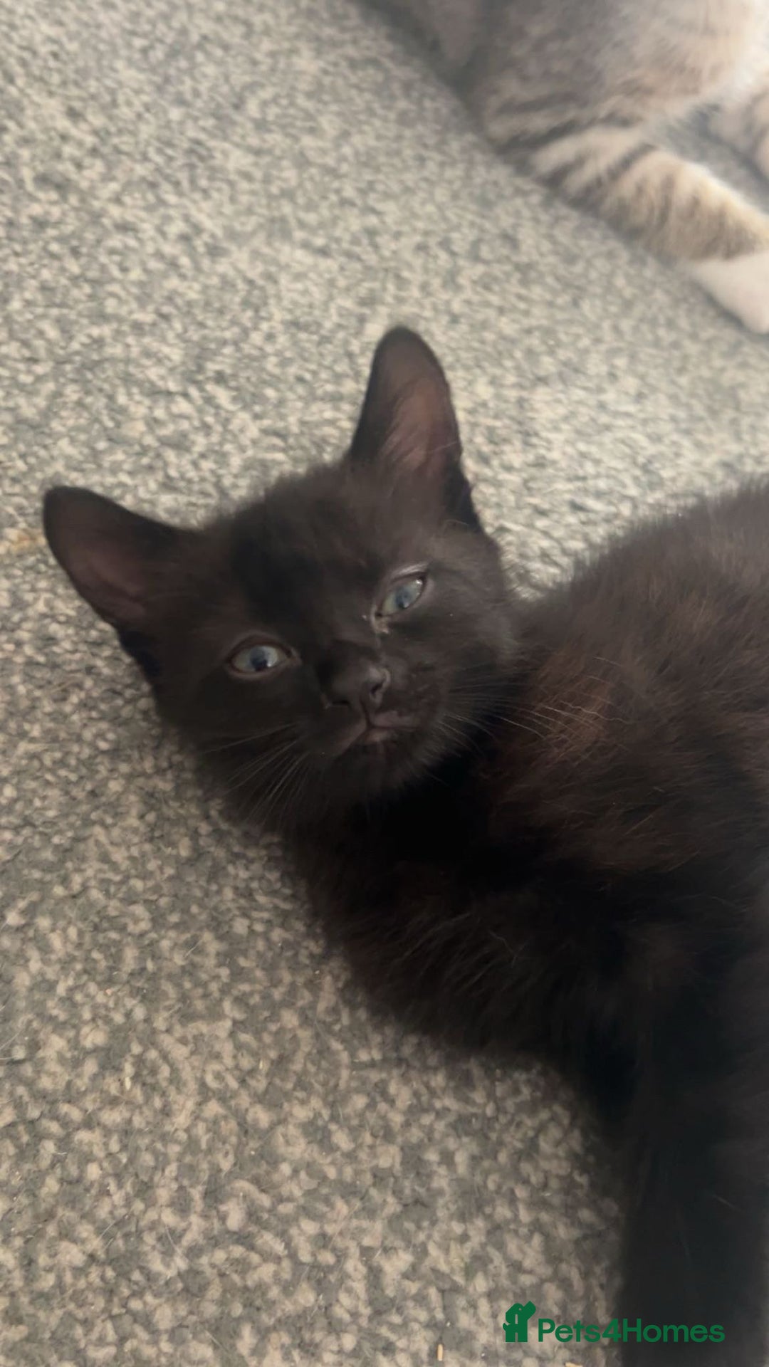 British Shorthair cats for sale: British shorthair x Bengal kittens - Image 20