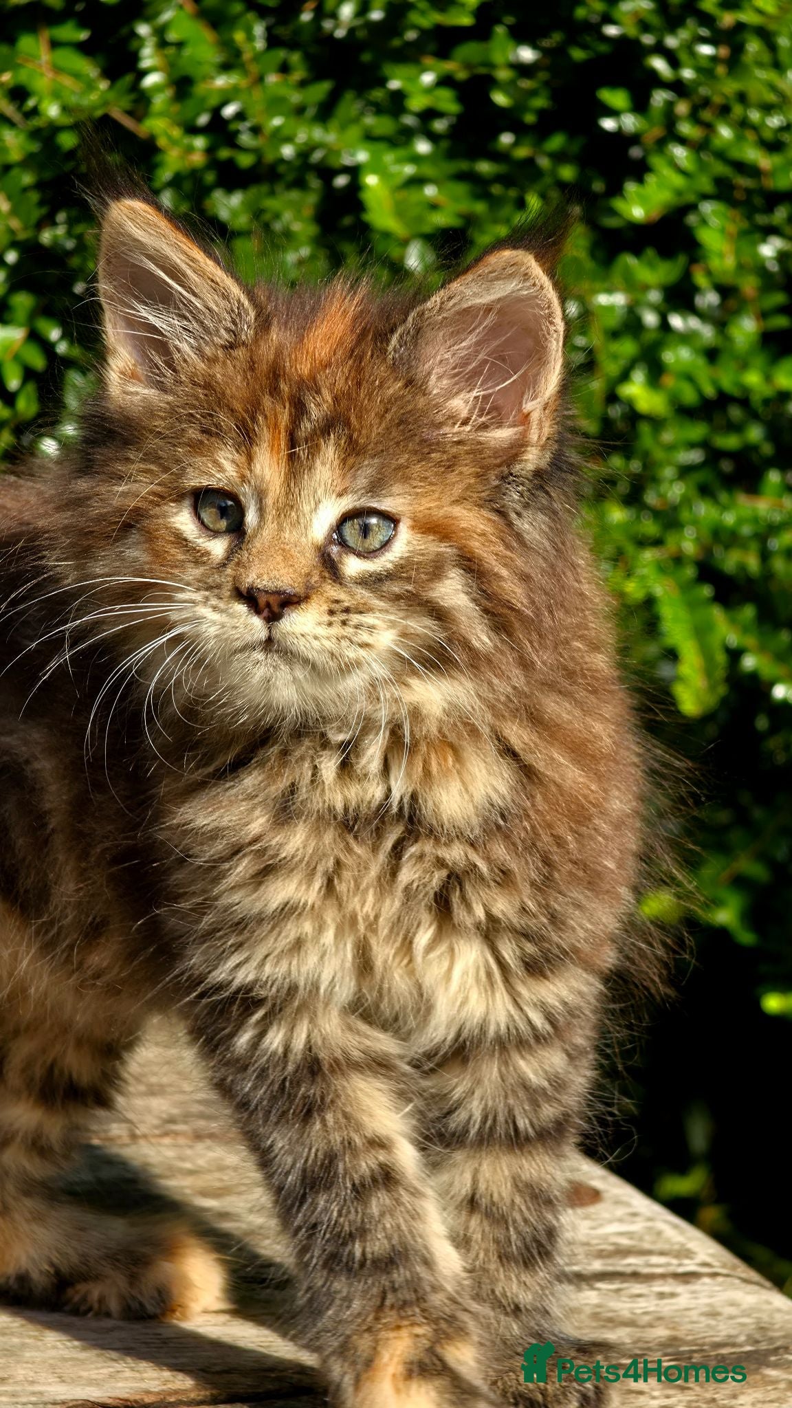 Maine Coon cats Stunning Mainecoons  - Advert 2