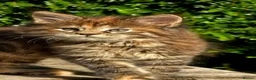 Maine Coon cats for sale: Stunning Mainecoons  - Advert 2