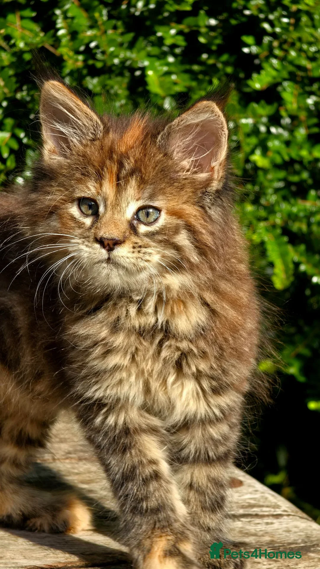 Maine Coon cats for sale: Stunning Mainecoons  - Advert 2