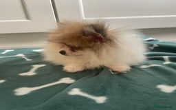 Pomeranian dogs for sale: Fluffy Pomeranian puppies - Image 19