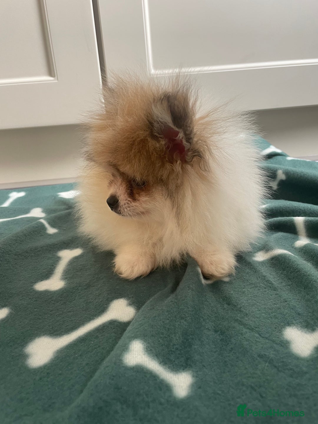 Pomeranian dogs for sale: Fluffy Pomeranian puppies - Image 19