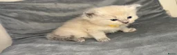 Ragdoll cats for sale: Beautiful mink ragdoll kittens  - Advert 13