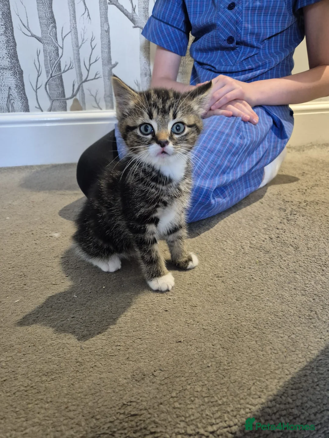 Domestic Shorthair cats for sale: Single Kitten looking for a forever home - Advert 2