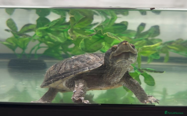 Turtle reptiles - Advert 2