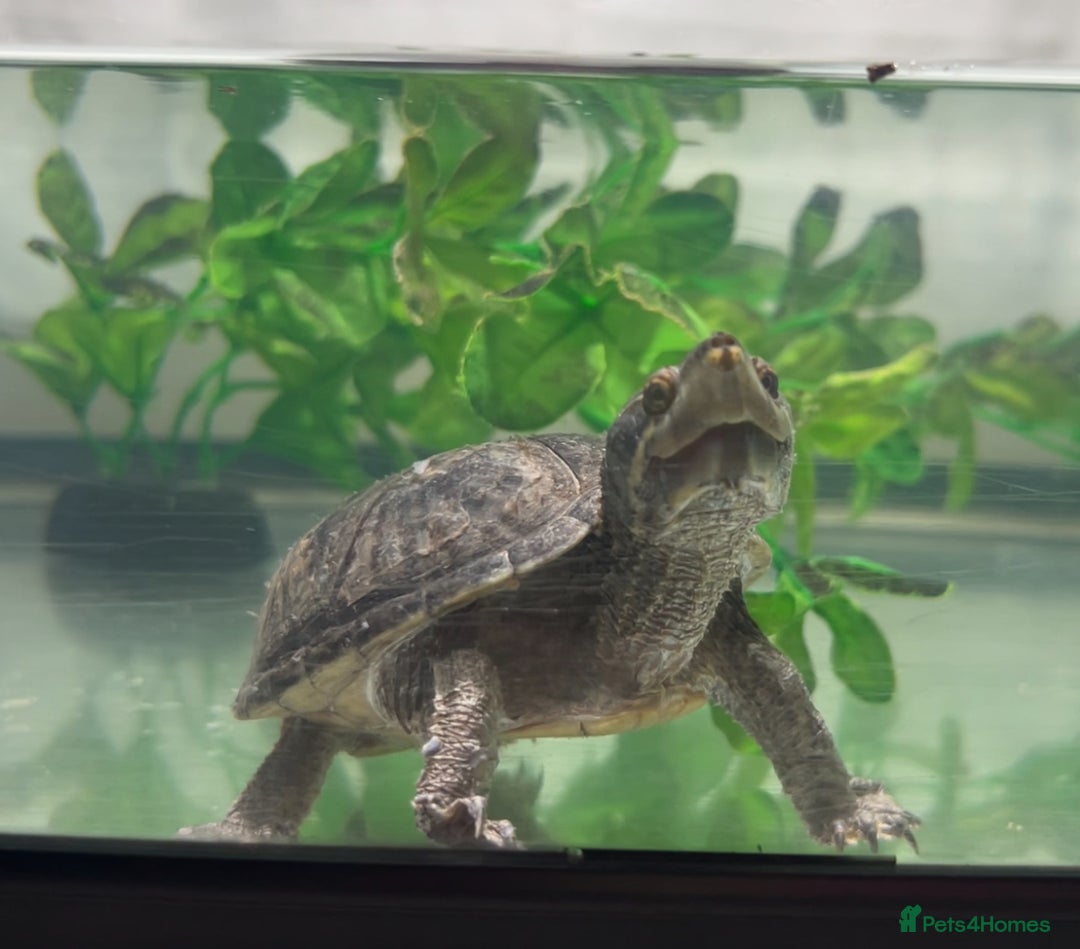 Turtle reptiles for sale: Confident Musk turtle  - Image 1