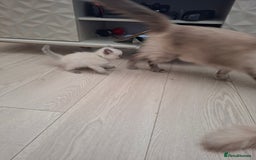 Ragdoll cats for sale: Stunning Ragdoll kittens  - Image 24