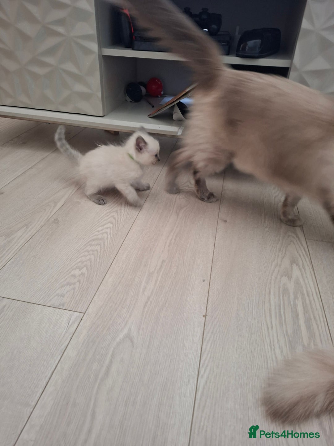 Ragdoll cats for sale: Stunning Ragdoll kittens  - Image 24
