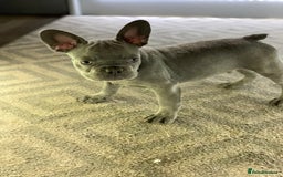 French Bulldog dogs for sale: PRADA x PRECIOUS (FLUFFY CARRIERS!) (DWKC REG) - Image 5