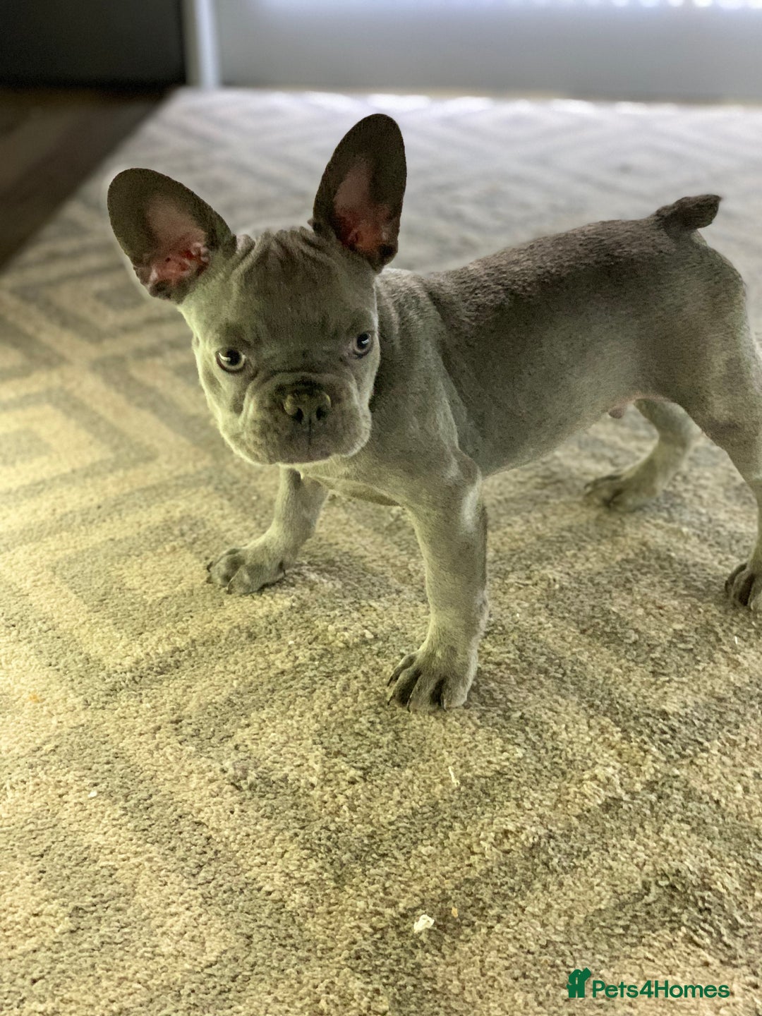 French Bulldog dogs for sale: PRADA x PRECIOUS (FLUFFY CARRIERS!) (DWKC REG) - Image 5