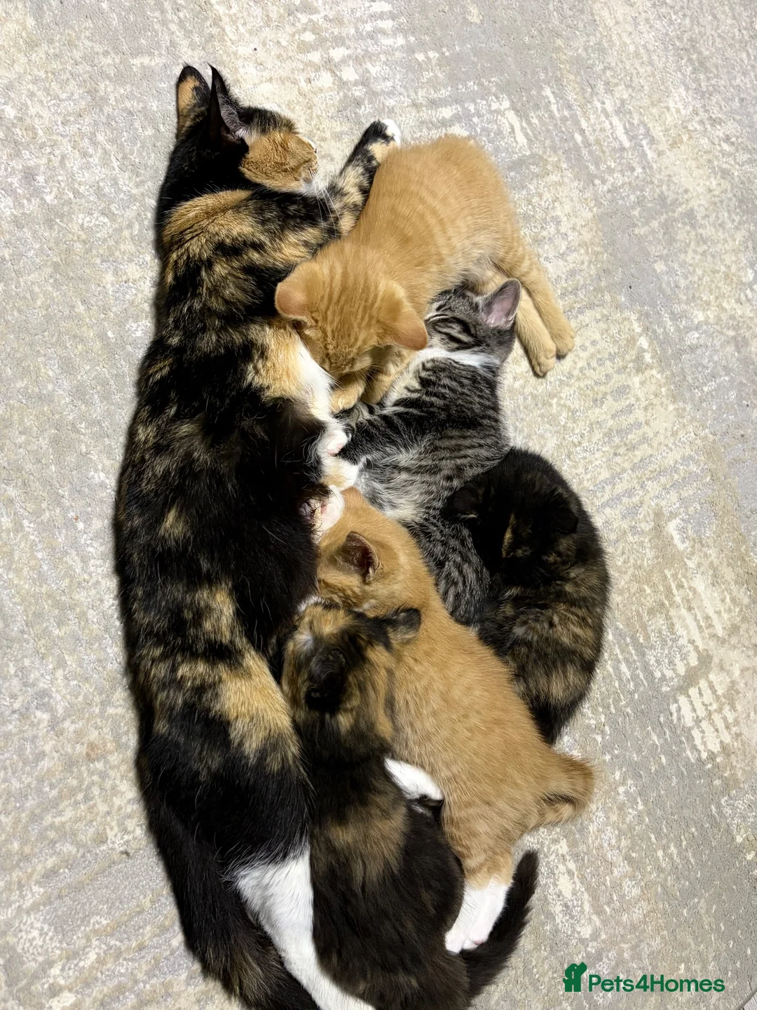 Mixed Breed cats for sale: Kittens Ready for New Homes - Advert 2