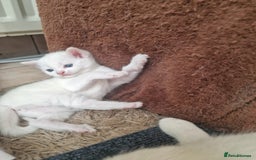 Mixed Breed cats for sale: Adorable white kittens  - Image 2